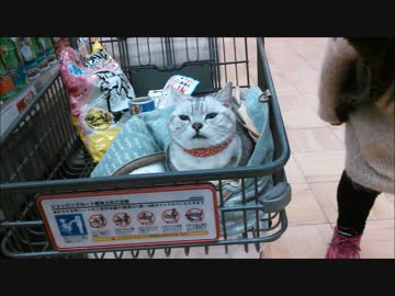 サプライズお母さんが嬉しかった猫