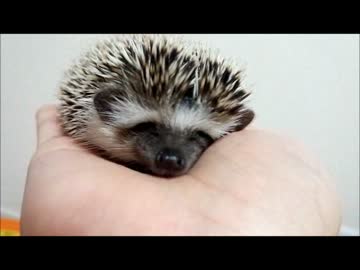 最終的には甘えてくるハリネズミ