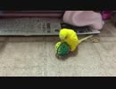セキセイインコ、ちりちりボールとの戯れ