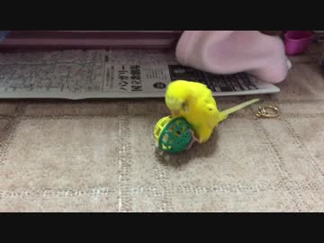 セキセイインコ、ちりちりボールとの戯れ