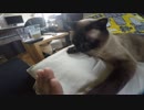 眠たそうなゴン太に無理言って遊んでもらった GoPro