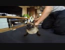 シャム猫ゴン太を掃除機で掃除