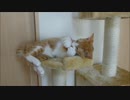 ルゥ君「起こすなよ～～～」