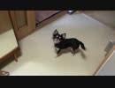 外出したくてしがみついてくる犬