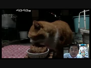 ペロペロみーちゃん(2014.11.23)