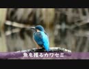 野鳥観察2015年11月23日