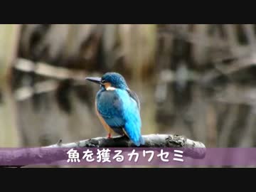 野鳥観察2015年11月23日