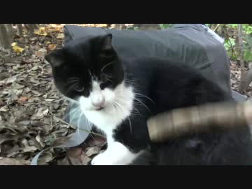 ボス猫、バッグを占拠してくつろぐ