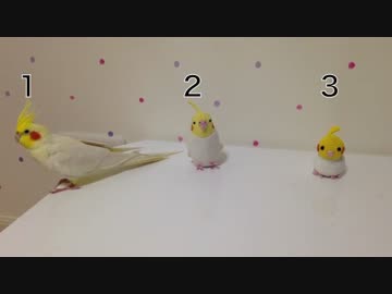 本物のオカメインコはどれだ？part1