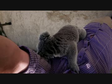 飼育員を木と間違えるコアラ