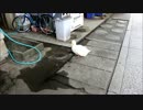下谷神社のアヒルさん