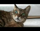 巨猫のおなか
