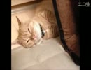 おかると怪談レイディオ 第277､278､279話