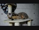 完全にMTTB中毒となった猫