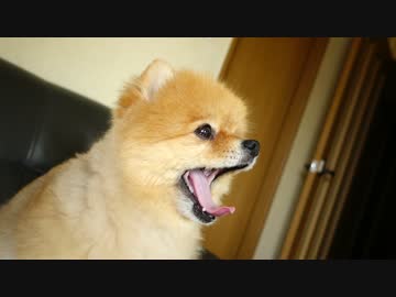 いつもよりリッチなオヤツに興奮するポメラニアン