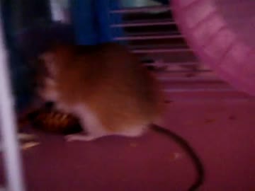 ホモと学ぶネズミvsあのあれ