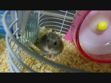 【日常編】マロンの成長日記【20151120】