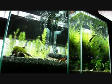 実験水槽その２　底面式で栄養層がある水槽を立ち上げてみた