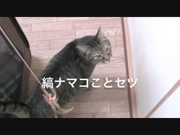 くるねこ大和　20151125　セツぶん