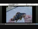 魚釣り生主ニュース11月25日号 じゃいあんの小名浜配信から