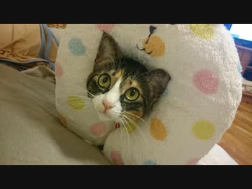猫に首枕を装着してみた結果