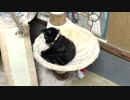 【癒し】 「何で自分のシッポで遊べるの？ｗ」 子猫の成長日記