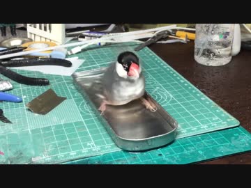 作業場で容赦なく水浴びする銀星氏【文鳥】