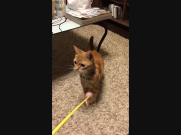 【アメショ】猫じゃらしへの興味が突然なくなる猫