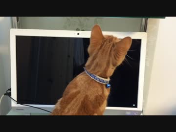 【アメショ】猫用動画見せてみた