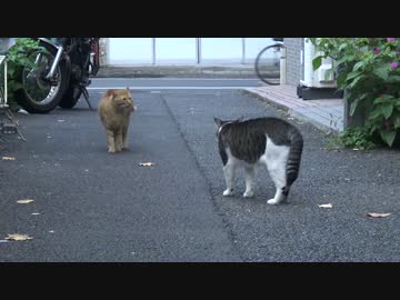 【猫】阿修羅、からあげに怒る