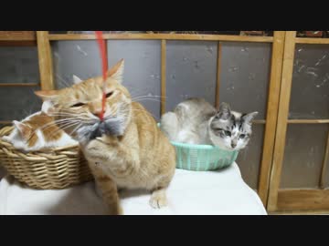 おもちゃをはなさないぬこ