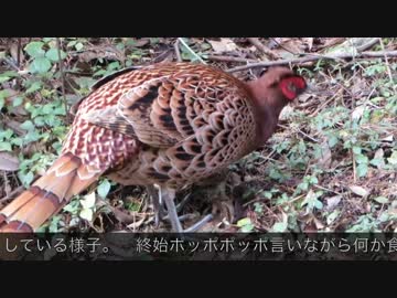 【鳥さんぽ】11月京都・大文字山など【鳥だくさん】
