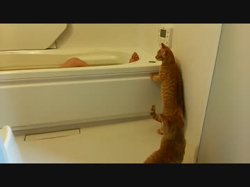【拾い猫】思い出　2015/1月　パパの入浴現場に潜入！！