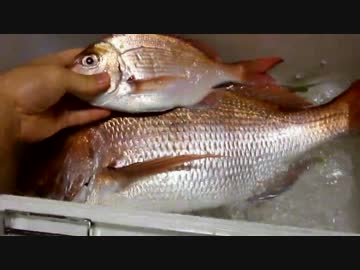 【美味しいお酒を飲むために】釣りたて52cmの天然真鯛をさばいてみた