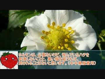 ニコニコイチゴ講座　第7回「ハチと受粉の関係」