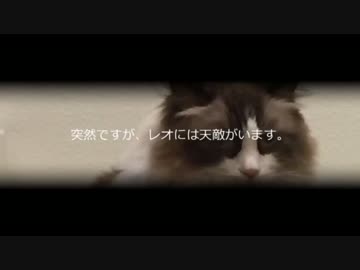 レオとしじみの新生活 Vol.6 　しじみの大脱走とレオの天敵