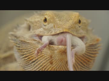 ホモと学ぶネズミvsPogona