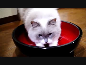 今年もありますたぬこそば