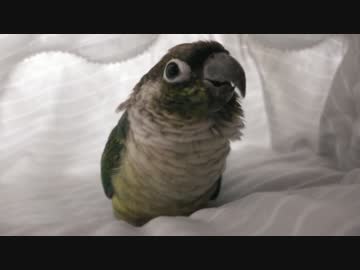 ウロコインコ：ハル【ハルちゃん いいこ】(おしゃべり)