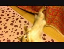 【ソマリ】あばれる【ブンブン】