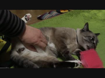 おなかコチョコチョしても平気なジャンくん