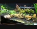 【水槽94】90cm水草水槽②　砂場はあきらめた
