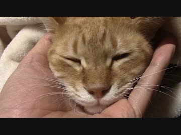 拾いねこ＠生後1241/1208日目　手乗りアコツキ（顔だけ）