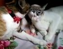 うちの猫：メイちゃんミクちゃん　５１　後編