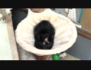 【癒し】 「初めてのハンモック」 子猫の成長日記