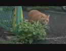 キンタ迷って右側に