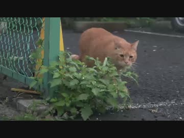 キンタ迷って右側に