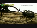 KRIDE.32 INSECT.EXPO'2015