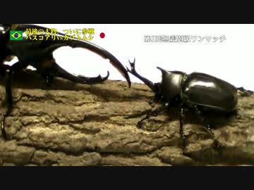 KRIDE.32 INSECT.EXPO'2015