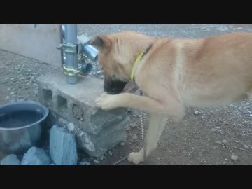 子犬は薪を持ち上げられるようになった